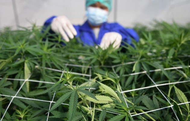Plan para validar marihuana recreativa es frenado por diputados conservadores Legalización de la marihuana en Costa Rica