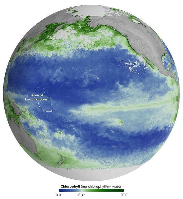 El Niño 2026 reduce fitoplancton y agrava crisis del Pacífico El Niño 2026 reduce fitoplancton y agrava crisis del Pacífico